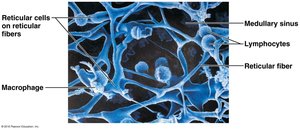 Reticular cells, lymphocytes, and macrophages in lymphoid tissue