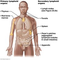 Primary and secondary lymphoid organs