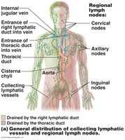 General distribution of collecting lymphatic vessels and regional lymph nodes