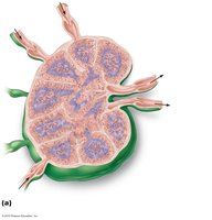 Longitudinal view of the internal structure of a lymph node