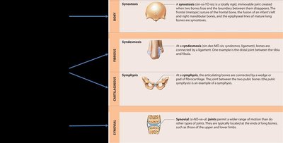 Table of joint types: bony, fibrous, cartilaginous, synovial
