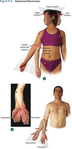 Rotational movements: medial/lateral rotation, supination, pronation