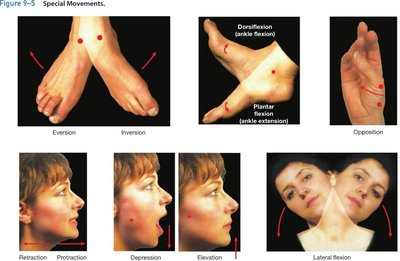 Special movements: eversion, inversion, dorsiflexion, plantar flexion, opposition, retraction, protraction, depression, elevation, lateral flexion