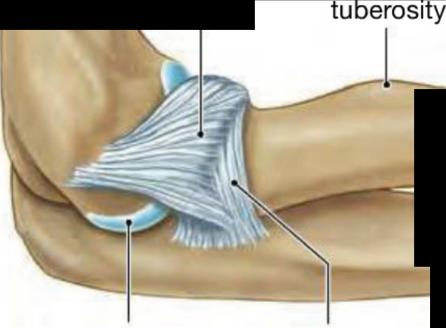 Elbow joint ligaments