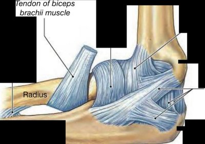 Elbow joint ligaments and tendons