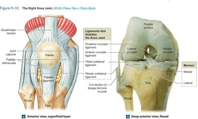 Knee joint, anterior view