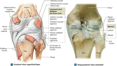 Knee joint, posterior view