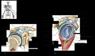 Shoulder joint structure
