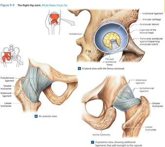 Hip joint structure
