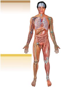 Integration of the skeletal system with other body systems