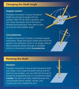 Angular motion, circumduction, and rotation