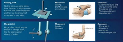 Gliding and hinge joints