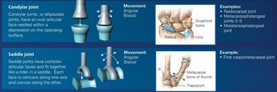 Condylar and saddle joints