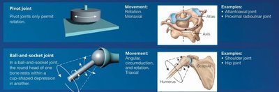 Pivot and ball-and-socket joints