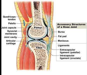 Accessory structures of a knee joint