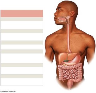 Major organs of the digestive system