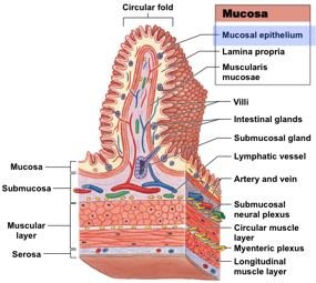 Digestive epithelium types
