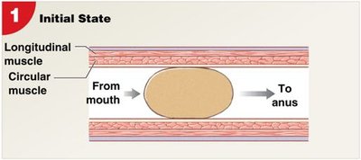 Initial state of peristalsis