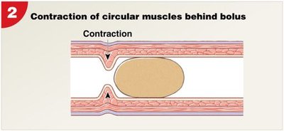 Contraction of circular muscles behind bolus