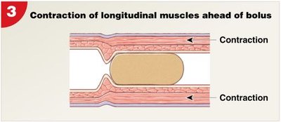 Contraction of longitudinal muscles ahead of bolus