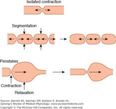 Segmentation and peristalsis comparison