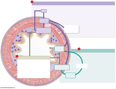 Regulation of digestive activities