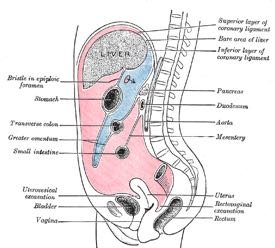 Sagittal section showing peritoneum and mesenteries