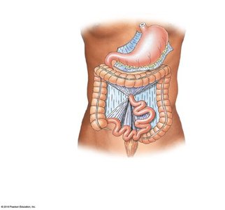 Mesenteries and digestive organs