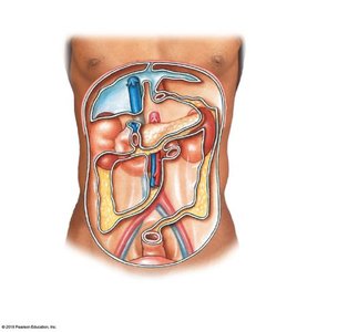 Anterior view of peritoneal cavity and mesenteries