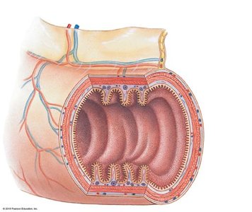 Cross-section of digestive tract wall