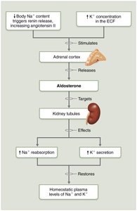 Mechanisms and consequences of aldosterone release