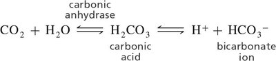 CO2 and H2O equilibrium with carbonic acid and bicarbonate
