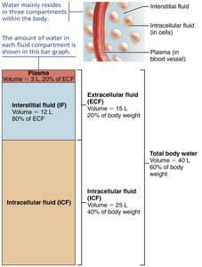 Major fluid compartments of the body