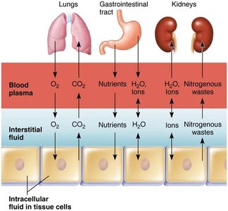 Exchange of gases, nutrients, water, and wastes between the three fluid compartments of the body