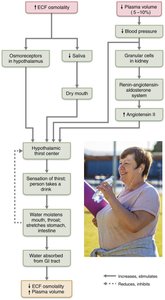 The thirst mechanism for regulating water intake