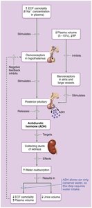 Mechanisms and consequences of ADH release