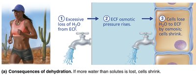 Consequences of dehydration