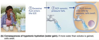 Consequences of hypotonic hydration (water gain)