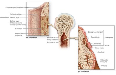 Periosteum and endosteum structure