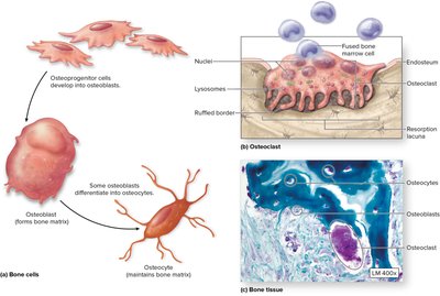 Bone cells: osteoprogenitor, osteoblast, osteocyte, and osteoclast