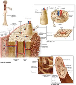 Structure of flat bone showing spongy and compact bone