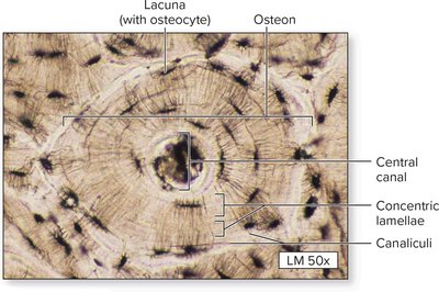 Microscopic structure of compact bone and osteons