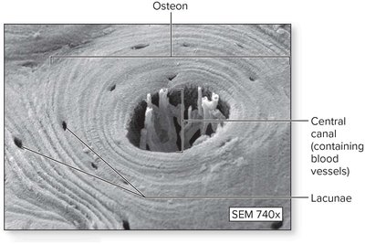 Light micrograph of an osteon in compact bone