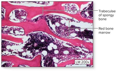 Scanning electron micrograph of an osteon