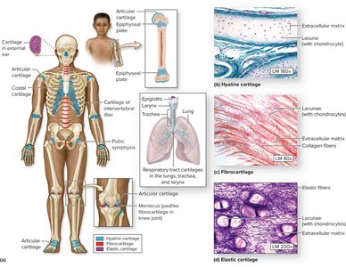 Types and locations of cartilage in the human body and histological images of hyaline, fibrocartilage, and elastic cartilage