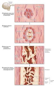 Endochondral ossification process
