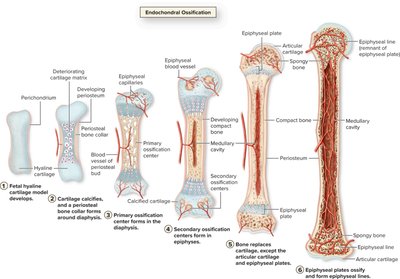 X-ray of hand showing epiphyseal plates