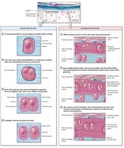 Interstitial and appositional growth of cartilage
