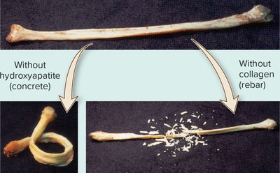 Bone with and without hydroxyapatite and collagen