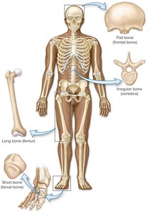 Classification of bones by shape